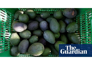 Inside Mexico’s anti-avocado militias