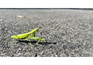 Parasitic worms 'manipulate' mantises onto asphalt roads, say researchers