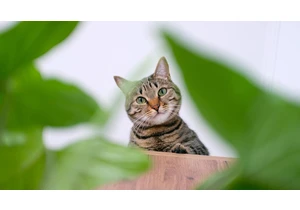 Looking for Pet-Safe Houseplants? Try These 7