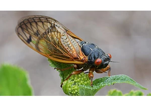 Blue-Eyed Cicada Is Spotted as Cicada-Geddon Double-Brood Event Continues     - CNET