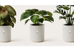 We Found the Ultimate Gadget for Deadbeat Plant Parents at CES 2025