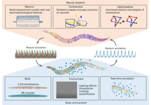 Simulating C. elegans brain, body and environment interactions