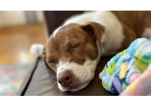 This Fun iPhone Feature Turns Your Pet Into a Cute Live Sticker     - CNET