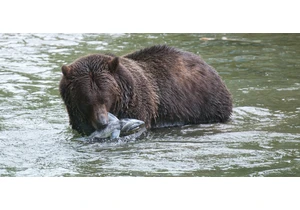 One pioneering grizzly and her two cubs appear on Vancouver Island