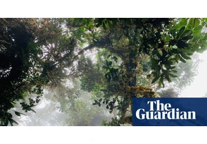 Legal bid for Ecuador forest to be recognised as song co-creator