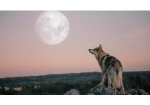 The Wolf Moon Howls Again in a Week. Here's How to Watch