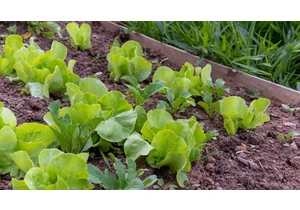 7 Tips for a Low-Maintenance Vegetable Garden