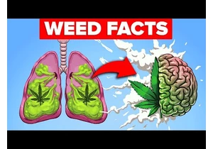 50 Insane Facts About Weed You Didn't Know