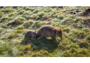 ‘I caught a baby wombat’: U.S. influencer Sam Jones was roundly condemned for her wildlife stunt in Australia