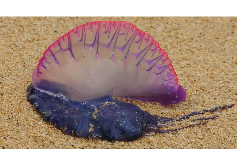 Occasional Paper: Four Hidden Species of Portuguese Man-O'-War