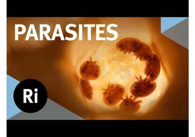 The inside story of parasites – with Scott Gardner and Gabor Racz