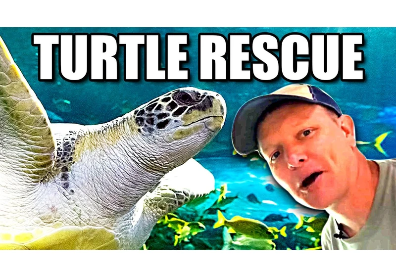 Everything about Sea Turtles  - Smarter Every Day 239