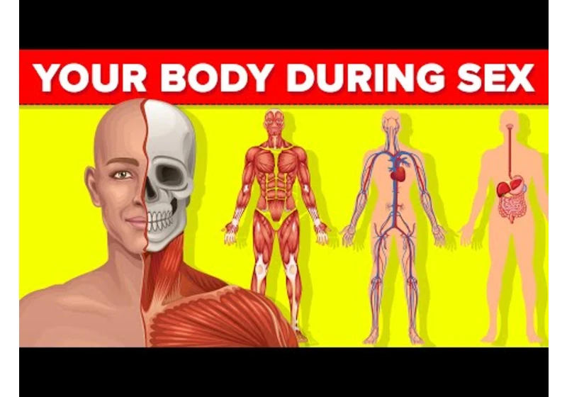 What Happens to Your Body While You Are Having Sex And Other Body Scenarios - Compilation