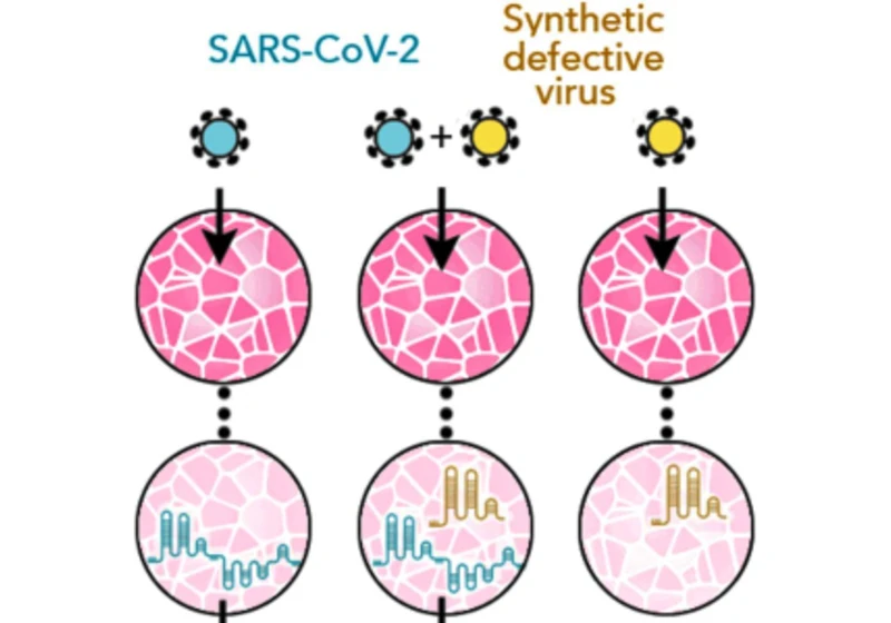 Zombie pomocníci: Syntetické defektní viry mohou bojovat proti covidu