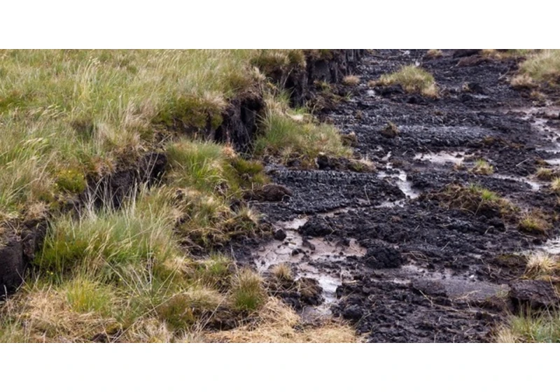 Turning bogs from wastelands to nature-scapes