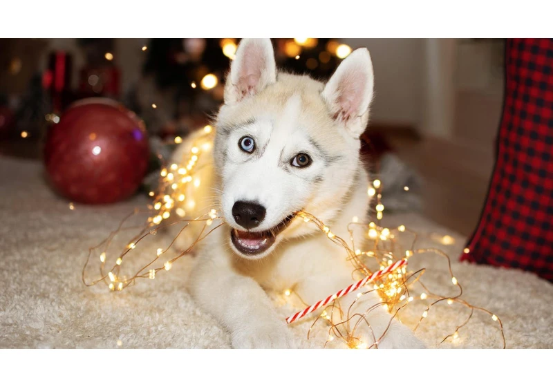 5 Vet-Approved Ways to Stop Pets From Chewing Holiday Decorations