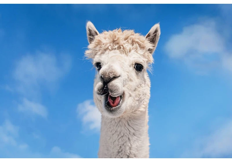 Meta must defend claim it stripped copyright info from Llama's training fodder