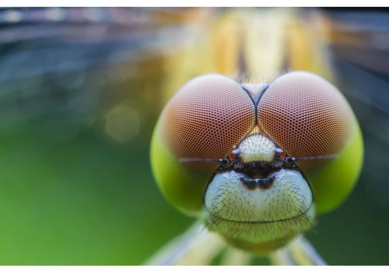  LG Releases OLED Monitor Inspired by Dragonfly Eyes 