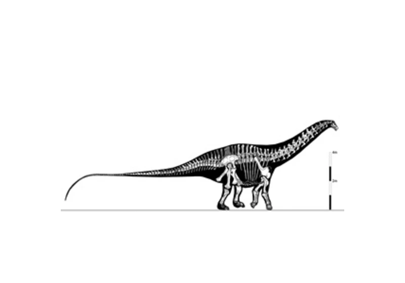 Sauropodní dinosauři rychlost zvuku nepřekonali