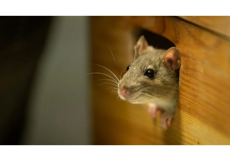 The Best Way to Keep Mice Away, According to a Rodent Research Director