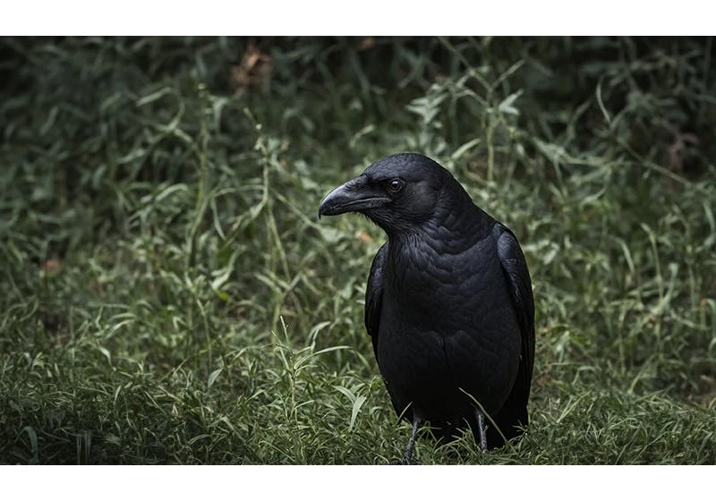 Crows Are Even Smarter Than We Thought