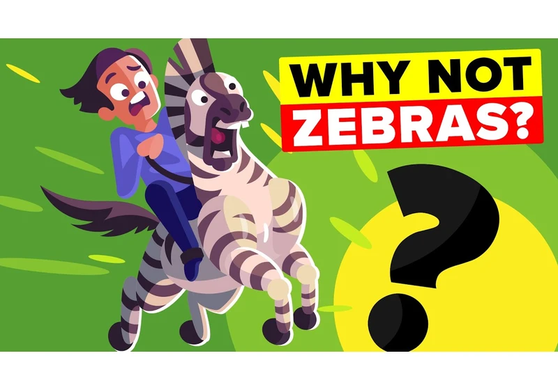 Why Don't We Ride Zebras Like Horses?