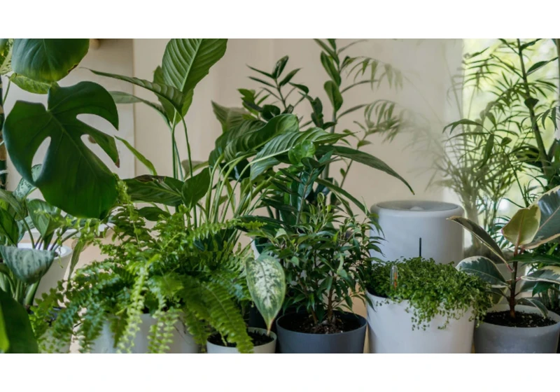 These 7 Houseplants Will Naturally Cool Your Home