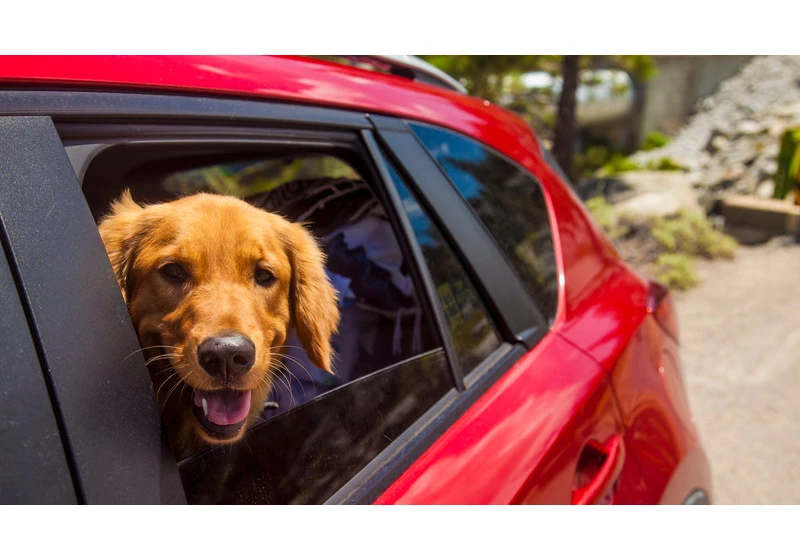 Easily Remove Pet Hair From Your Car Interior With This Household Staple