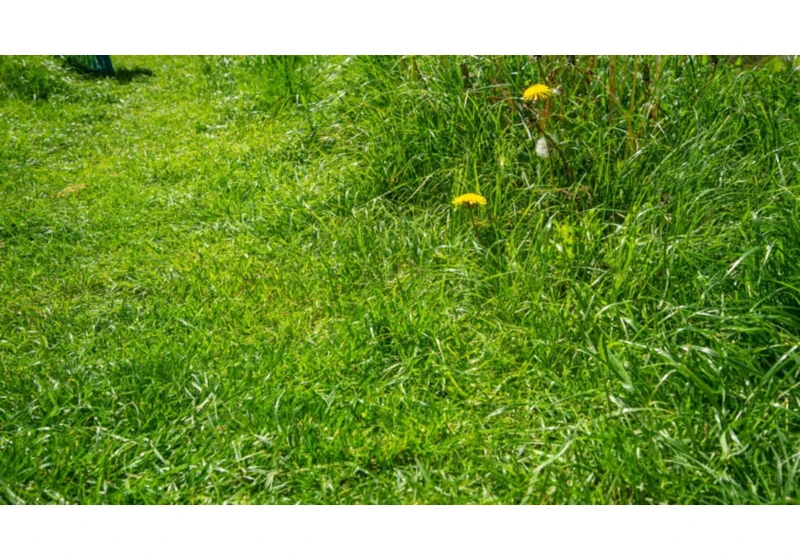 What is No Mow May and why is it important?