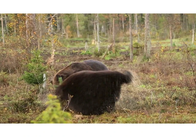 Fighting brown bears