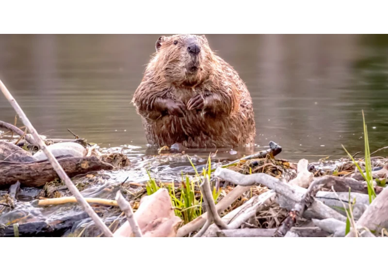 Government planned it 7 years, beavers built a dam in 2 days and saved $1M