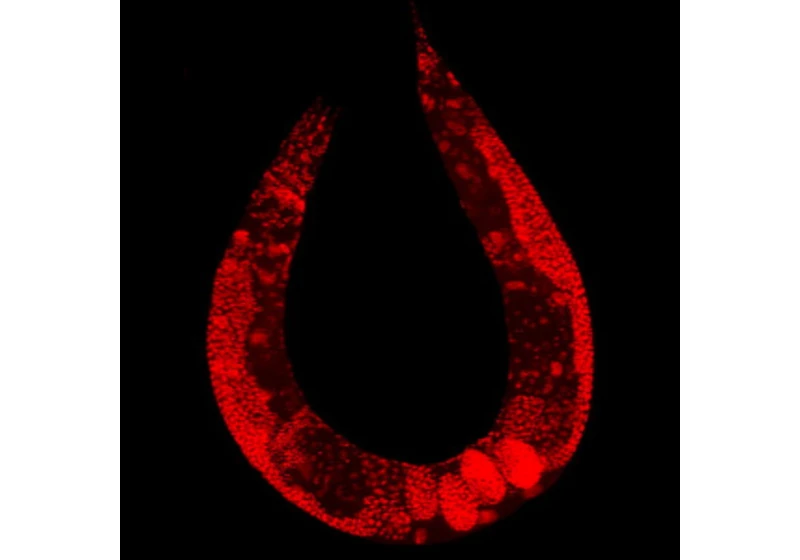 Mitochondrie se „solárním pohonem“ prodlužují život háďátkům