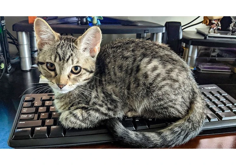  How to cat-proof your laptop or computer: Protect your desk area from kitty 