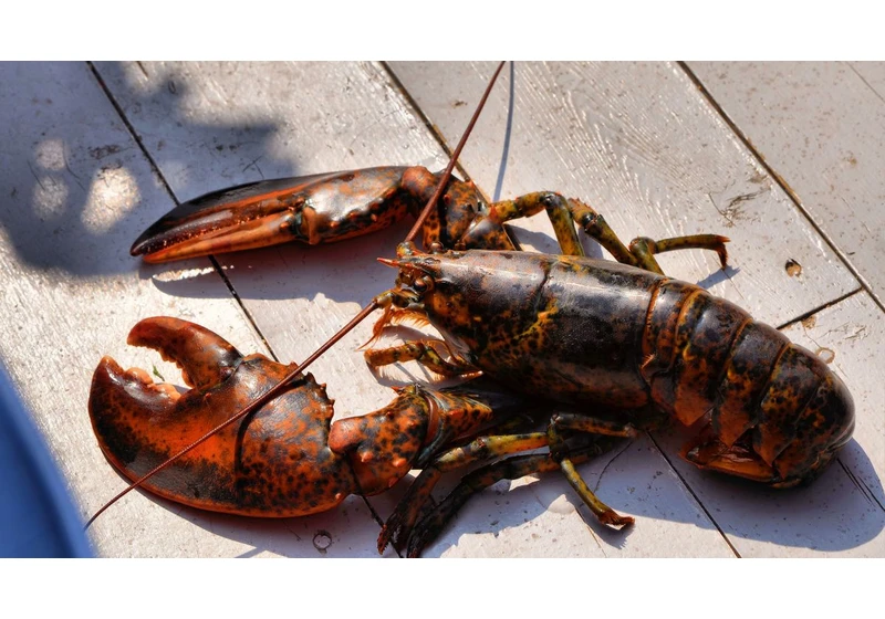  Smugglers Hid 70 Graphics Cards Among 280kg of Live Lobsters 