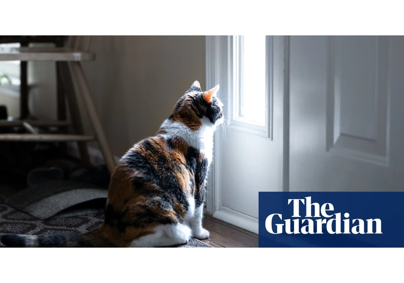 Cats appear to grieve death of fellow pets – even dogs, study finds