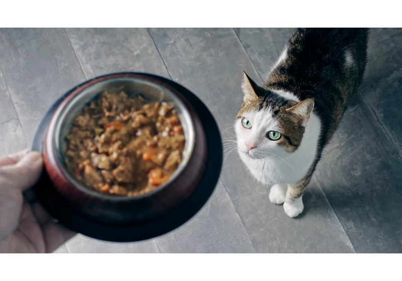 Another Cat Food Recalled for Possible Bird Flu Contamination