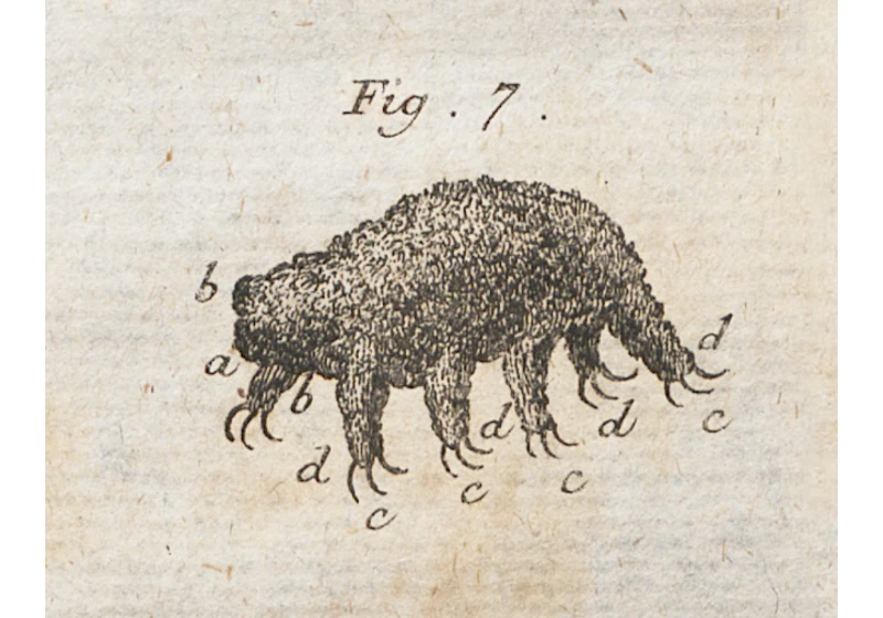 Among the Moss Piglets: The First Image of a Tardigrade (1773)