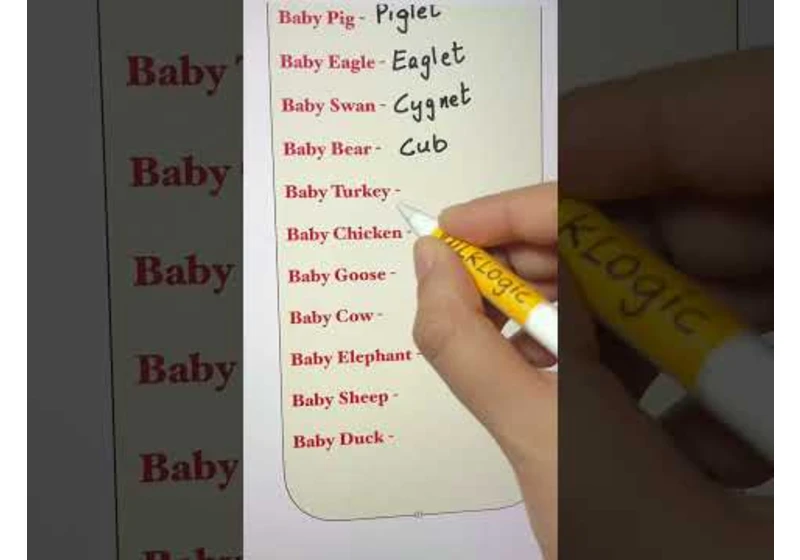 Names of Baby Animals