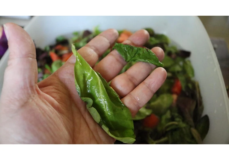 5 Reasons Your Salad Greens Are Going Bad So Fast, According to an Expert