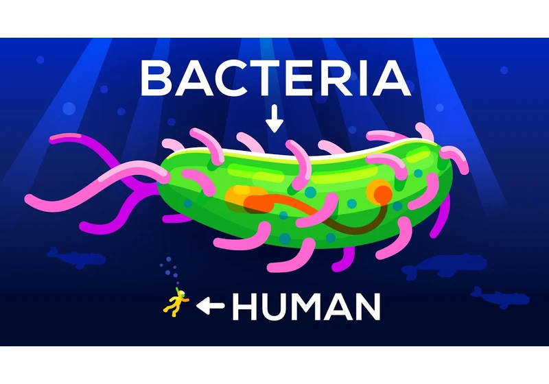 How Large Can a Bacteria get? Life & Size 3