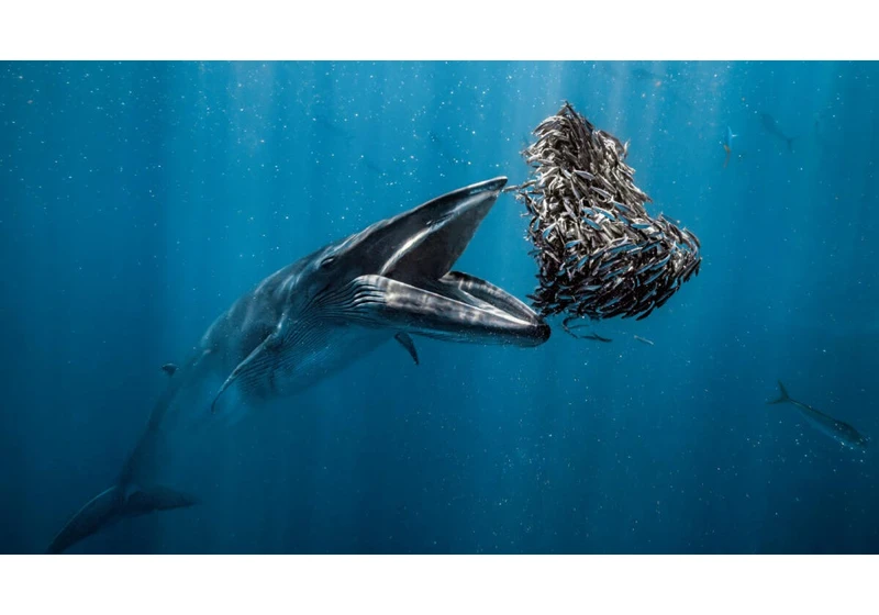 Winning Photo Reveals Jaw-Dropping Image of Whale About to Chow Down