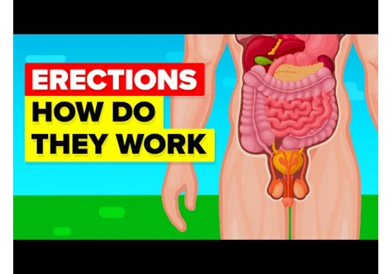 How An Erection Works