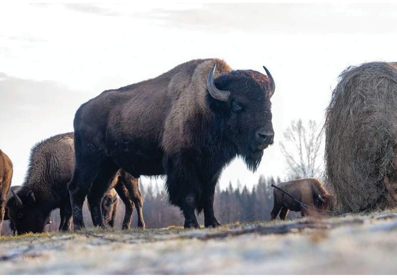 The return of the buffalo is reviving portions of the ecosystem