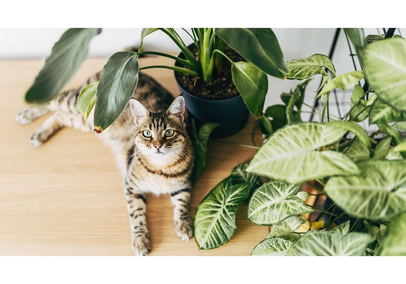 7 Pet-Friendly Houseplants That Are Safe for Dogs and Cats