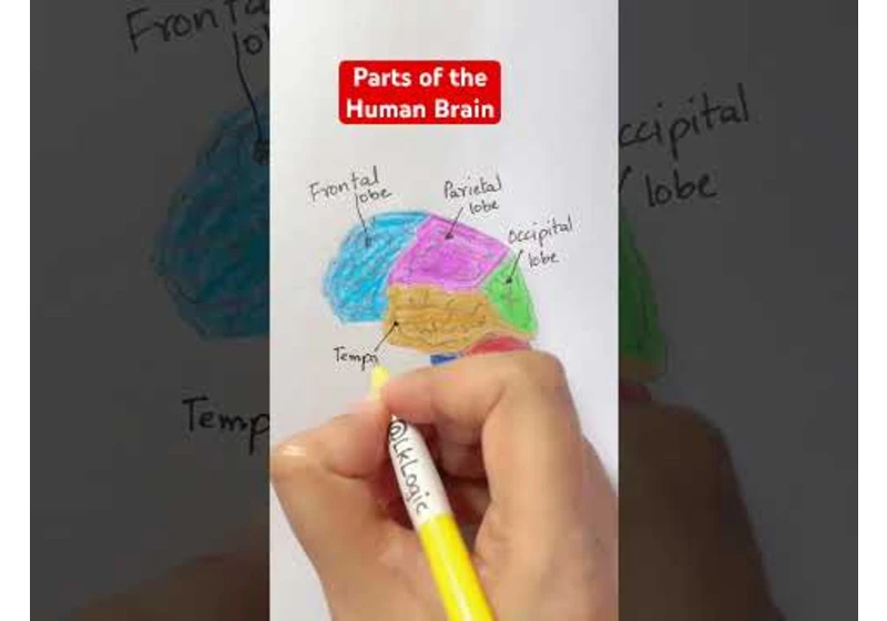 Parts of the Human Brain