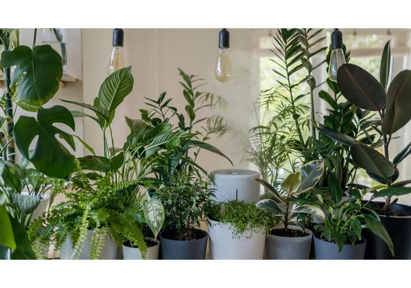 Finally, Your Plants Can Tell You Why They're Dying With This Genius Product