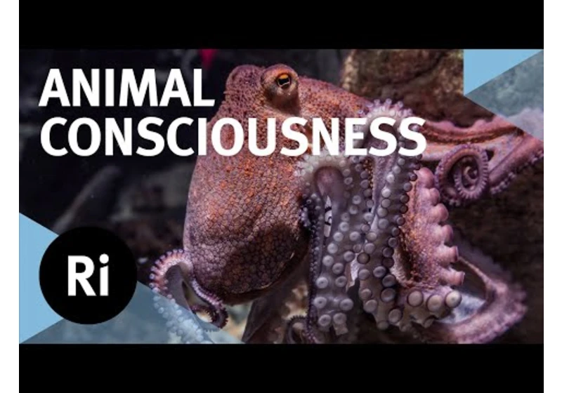 The hidden world of animal consciousness - with David Peña-Guzmán