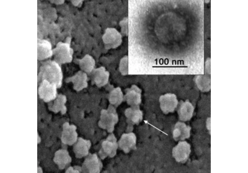 Pandemický korononavirus SARS-CoV-2 opravdu a stále pochází z netopýrů