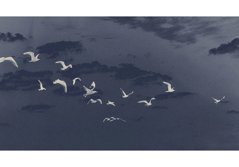 These high-tech tools are helping scientists study birds’ ancient migratory routes