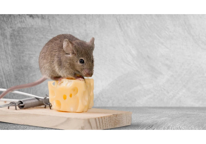 The Shocking Way I Got Rid of Mice Without Harming Them